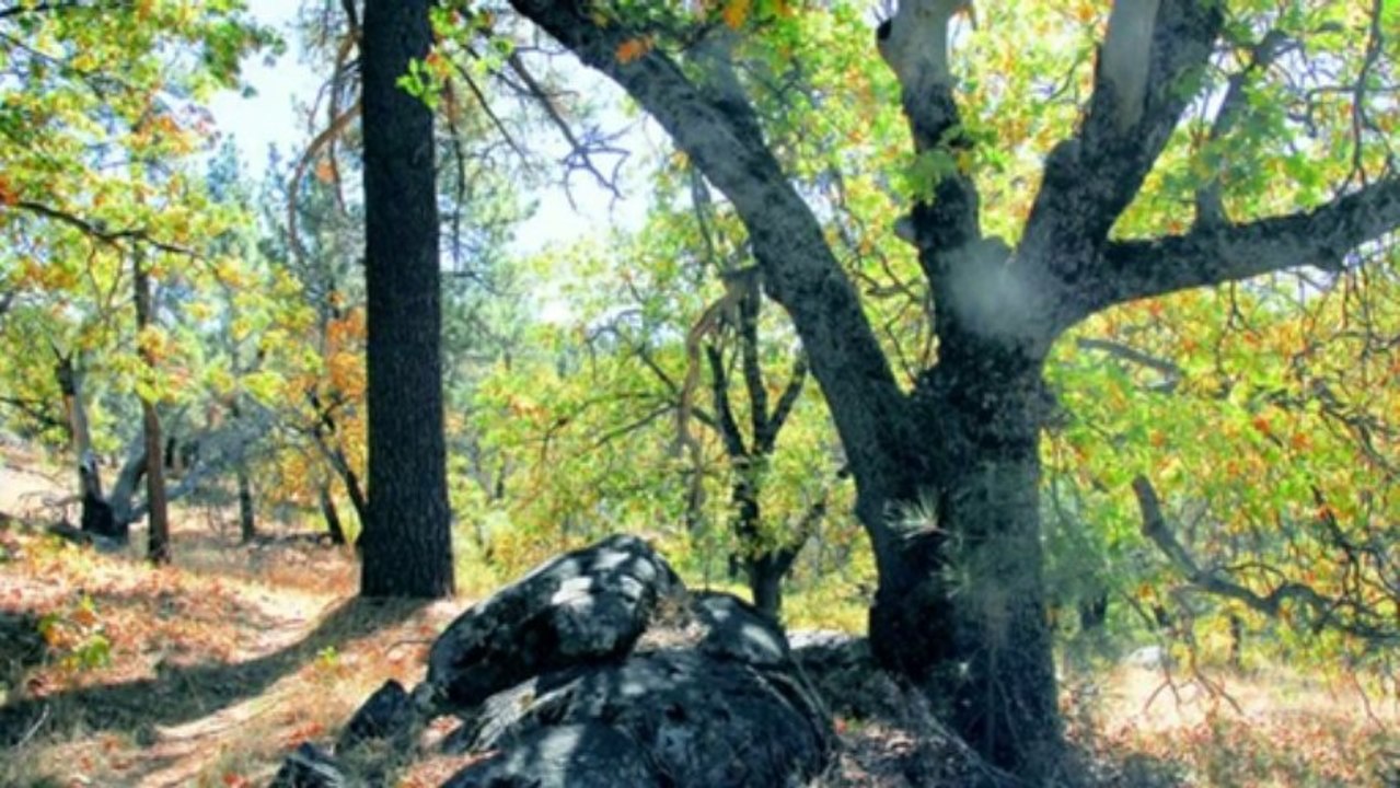 Autumn Light (PP720p)