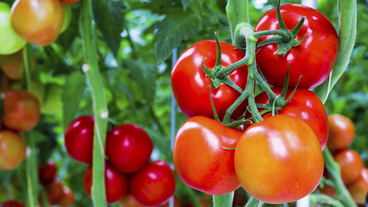 How to train tomatoes