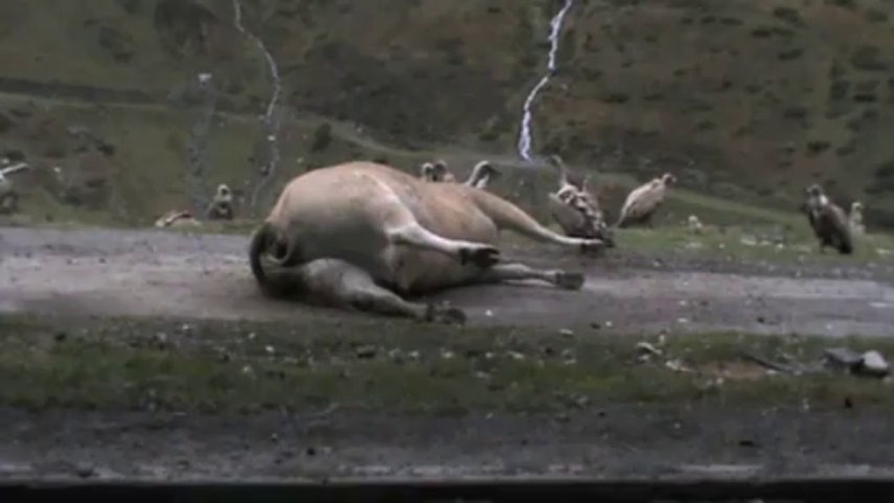 Une vache livrée aux vautours