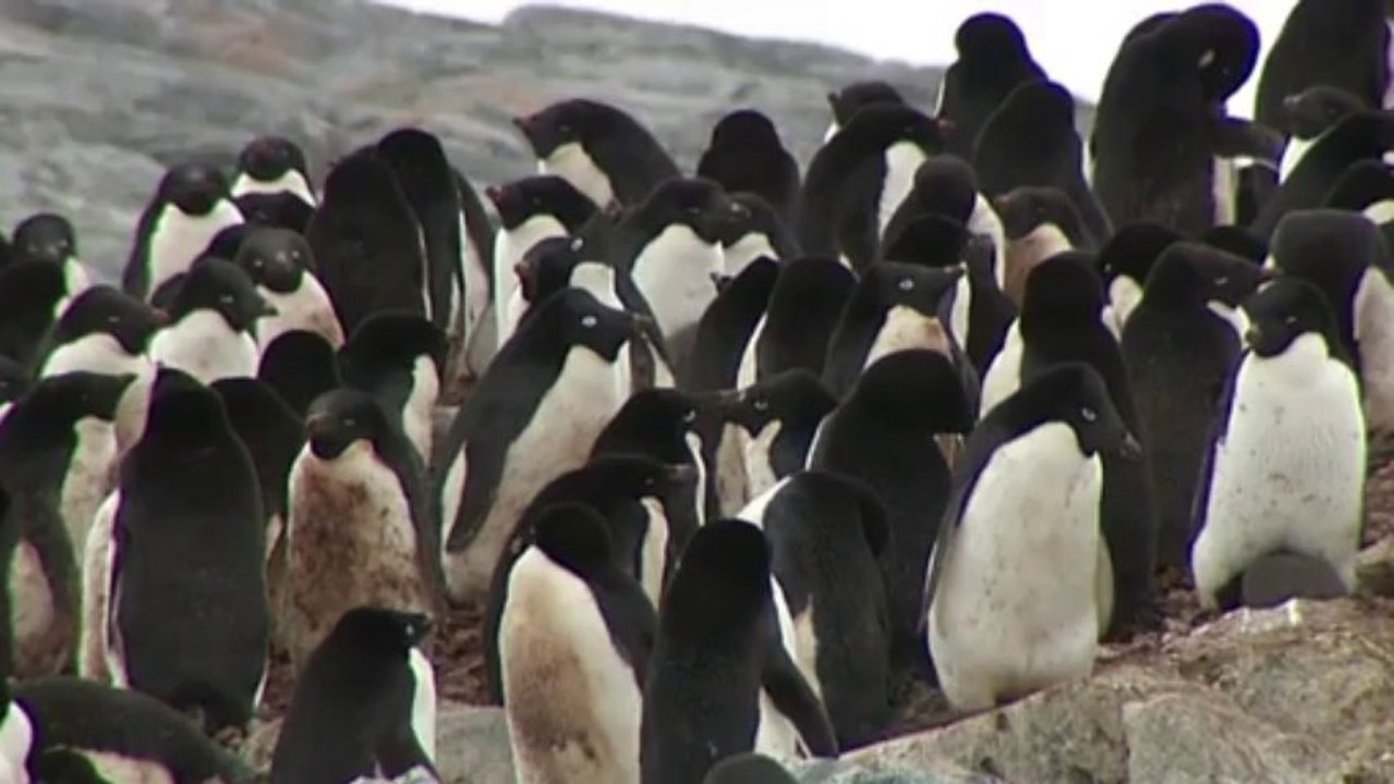 Estudiarán excrementos de pingüinos