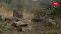 El lobo se instala en la Sierra de Guadarrama de Madrid