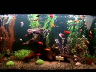 Aquário Lindo de 200 litros água doce