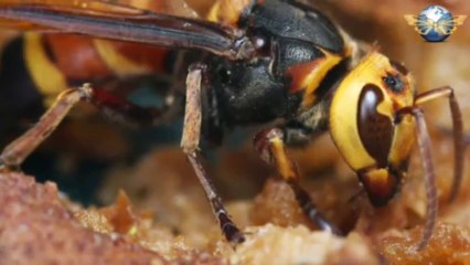 Deadly giant hornets kill 42 people in China 1500 injured