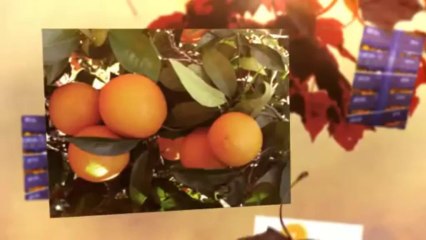 comprar naranjas valencianas