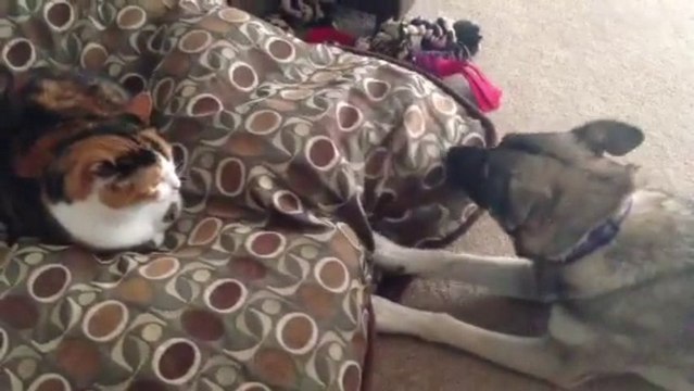 Un chien parle à un chat : Dégage de mon lit ! Trop marrant.