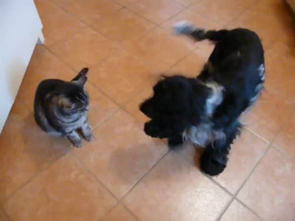 Funky et le chat