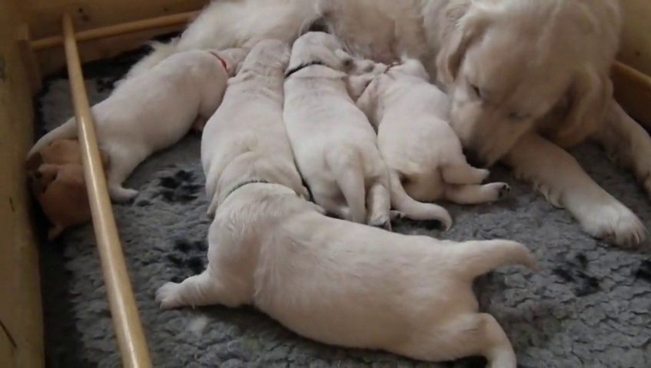 chiots golden retriever à 2 semaines - 2