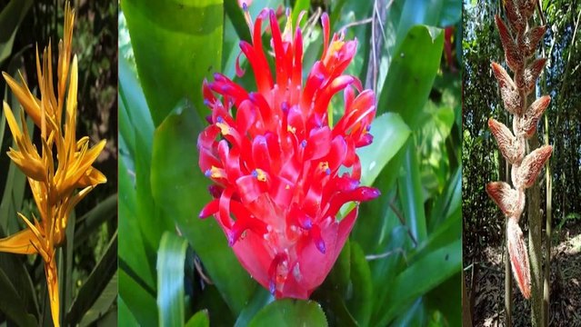 Fleurs Tropicales (PP720p)