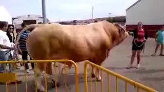 THE BIGGEST BULL OF THE TIME
