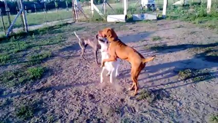 Jatek a Kutyakozpont kutyapanzioban