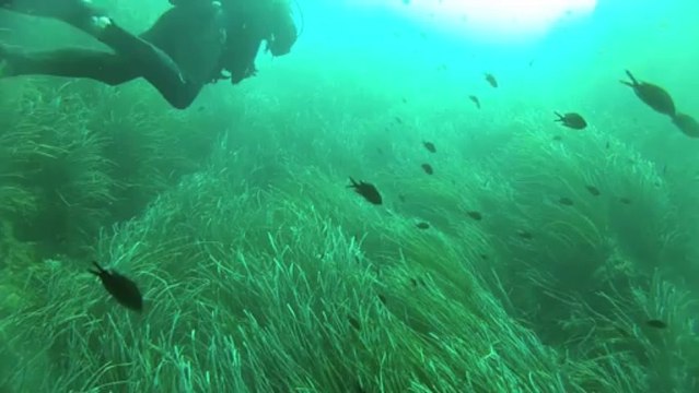 Plongée à Port Cros- îlot de la Gabinière