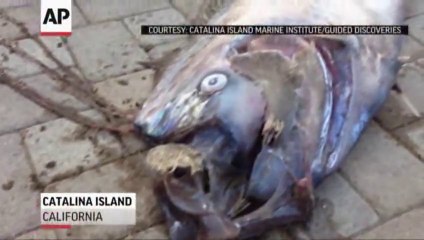 Découverte d'une créature marine de plus de 8m de long en Californie.