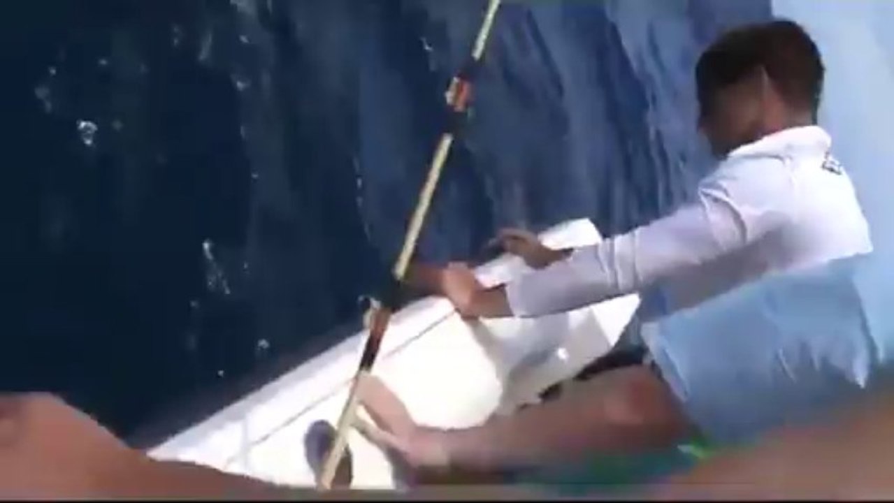 Un homme grimpe sur un requin taureau en difficulté !