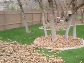 Un husky joue dans un tas de feuilles