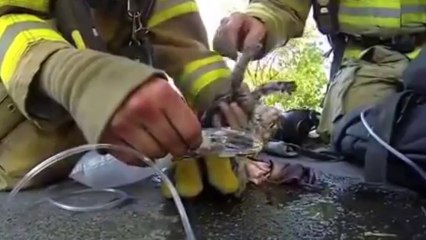 Un pompier ramène un chaton à la vie
