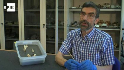 Los neandertales se medicaban con plantas