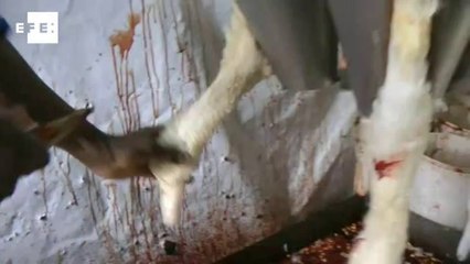Denuncian a diez granjas de aves para elaborar foie gras por maltrato animal
