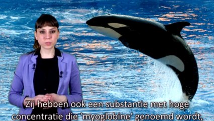 Bewijzen voor de schepping ''walvissen''