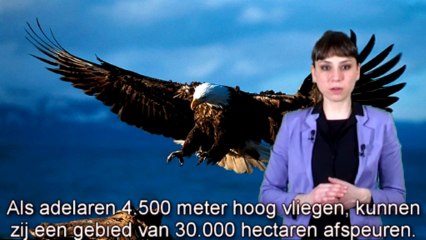 bewijzen voor de schepping Roofvogels met een scherpe blik