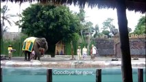 Humans Elephants Fighting for Same Forest, Bali Safari Marine Park - Part 4