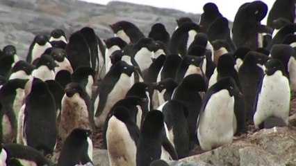 Pesquisadores estudam mudança na alimentação dos pinguins