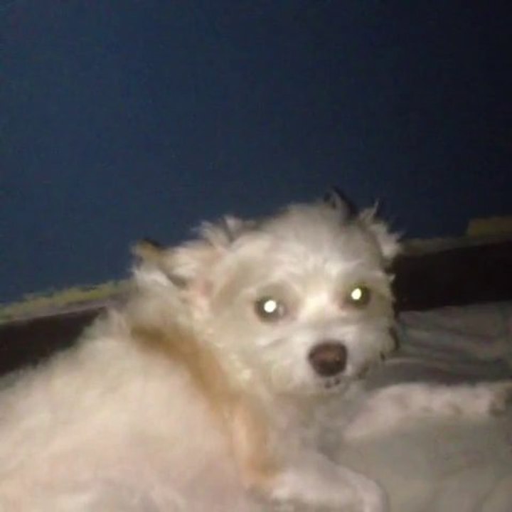 My baby daisy