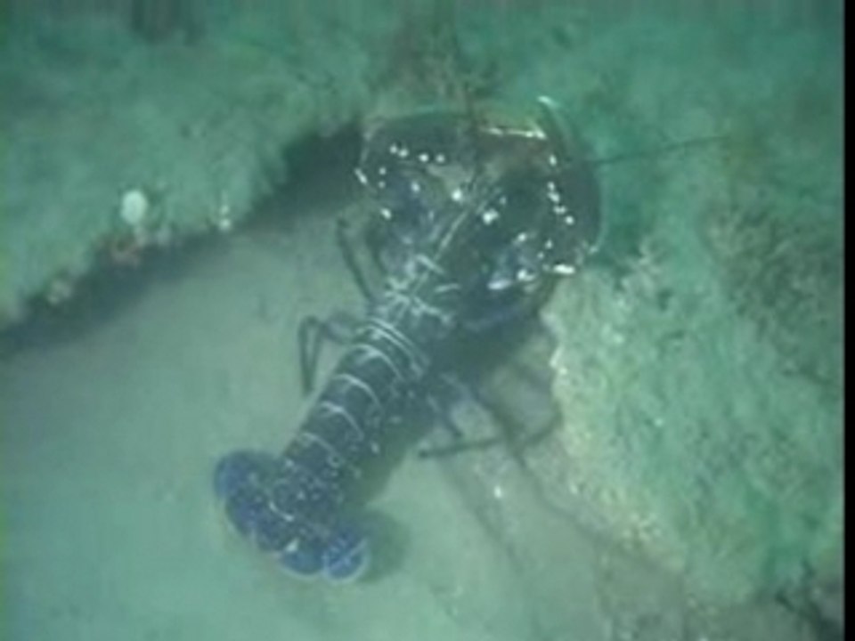 Un homard en peine eau