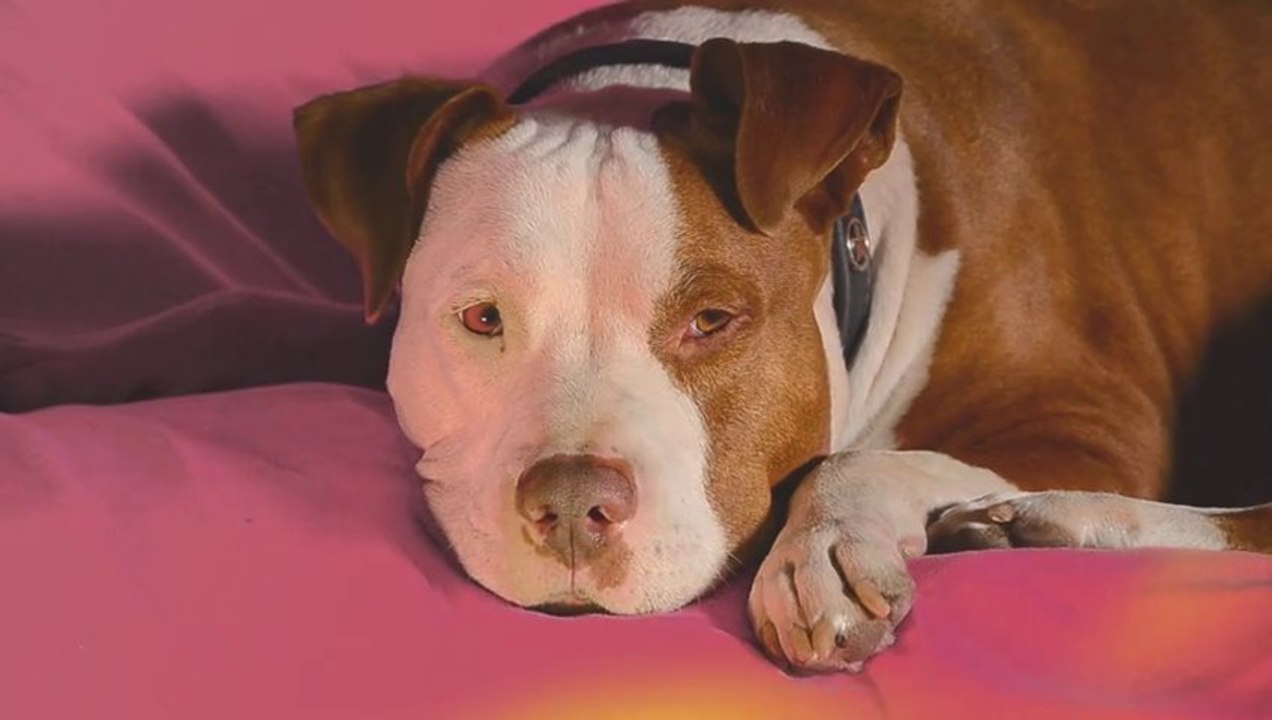 Young Buck - a story about a dog trying to make his way