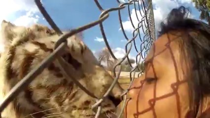 Tiger Gets Up Close and Personal with Human Friend