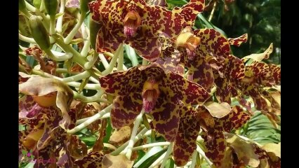 LADY GAGA Fame Парфумована Вода-Спрей