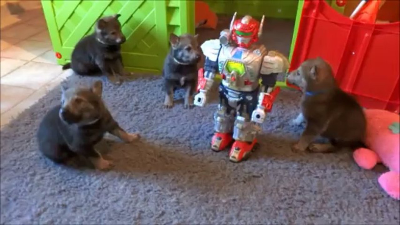 Eden Hood (4 semaines) Robot