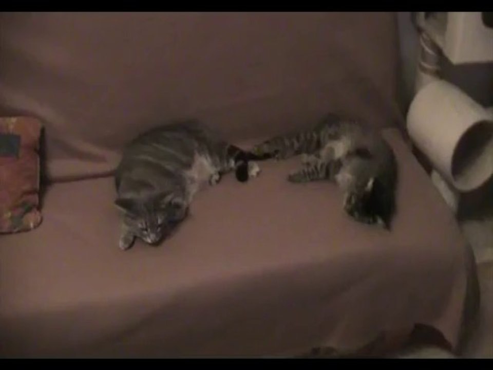 Kyara et Mamiecat 29 09 13