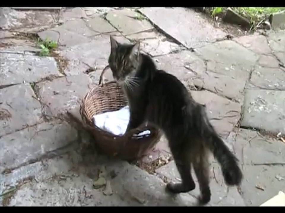 MamieCat et le panier 29 09 13