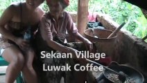 Luwak Coffee - Shockingly Excreted from Animals - Sekaan Village - Bali Tours