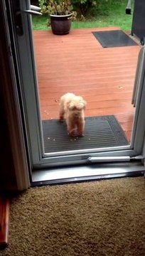A dog opens the door for his friend. Amazing pet!