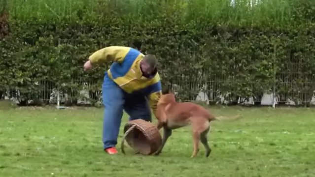 meru concours canin- ring