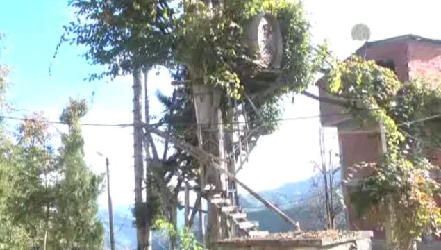Ağaç dalına, 100 basamakla çıkılan çardak yaptı