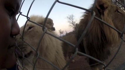 Expressive Lion Licks Woman's Face
