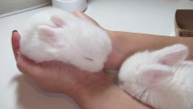 So cute baby Bunnies Sleeping in my Hand!