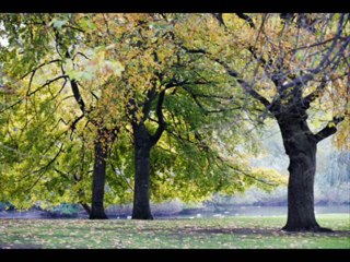 DEUTERONOMIO CAP 21 - A BIBLIA NA LINGUAGEM DE HOJE