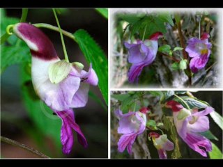 DEUTERONOMIO CAP 22 - A BIBLIA NA LINGUAGEM DE HOJE