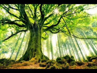 DEUTERONOMIO CAP 27 - A BIBLIA NA LINGUAGEM DE HOJE