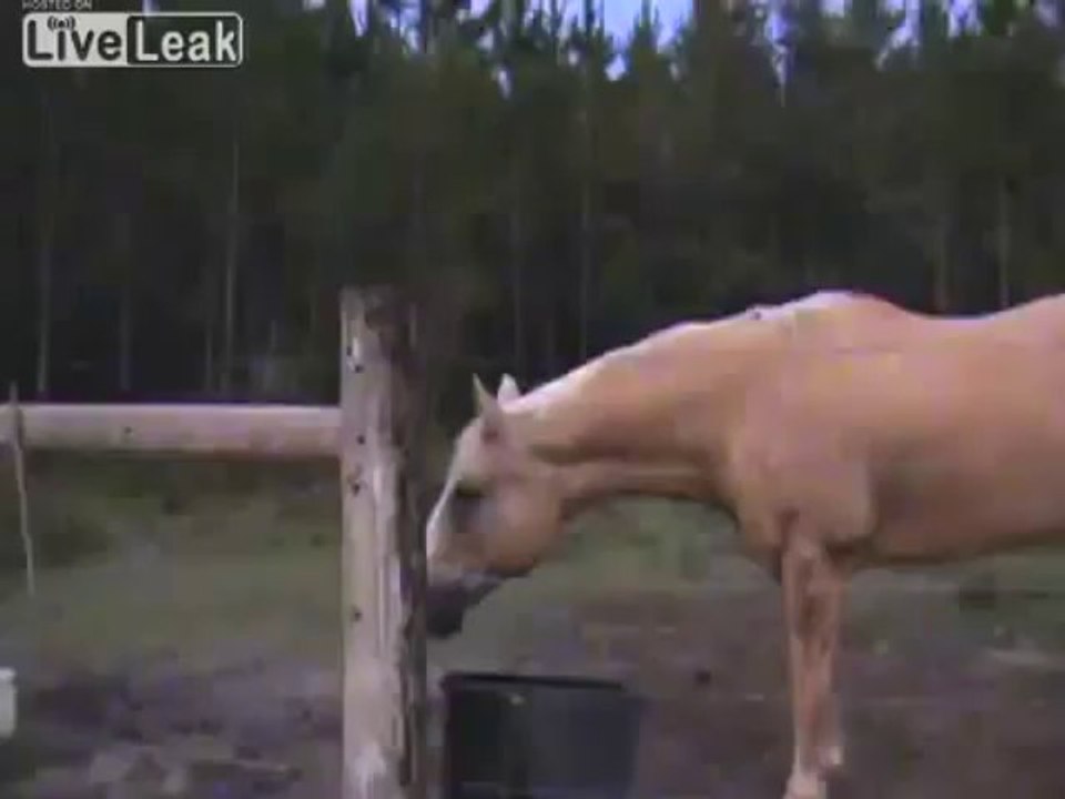 Man Running away from a Cow LOL ☻
