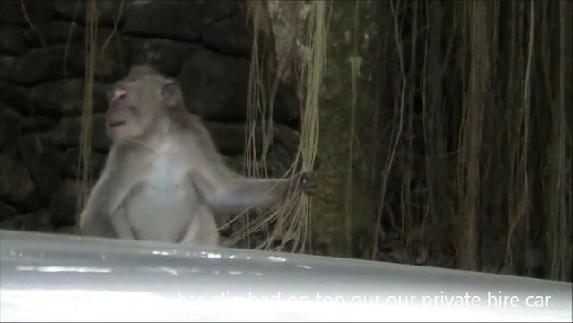 Great outdoors at Ubud Monkey Forest - Bali Tours