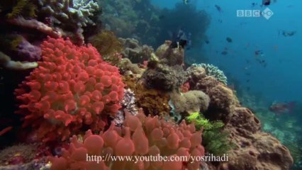 ابداع الخالق سبحان الله