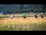 A rich and fruitful harvest: In Ziro Valley agricultural fields