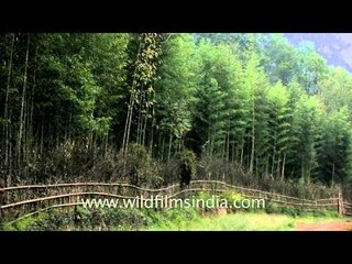 Cloud covered Ziro in the morning