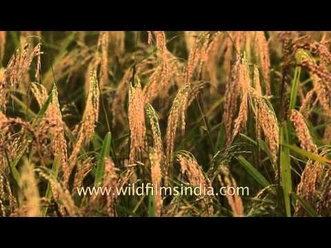 Paddy crops swaying in the wind: Ziro valley