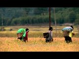 Harvesting season in the fields of Ziro Valley
