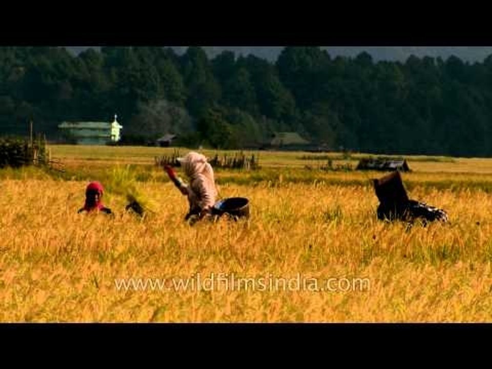 Getting the grains of rice from the paddy crops